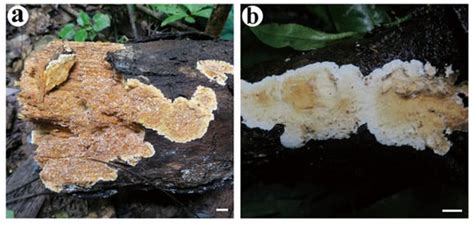 Stratocorticium sinensis gen. et sp. nov. and Cericium gloeocystidiatum ...