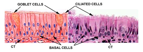 Image result for Visual Growing Patterns