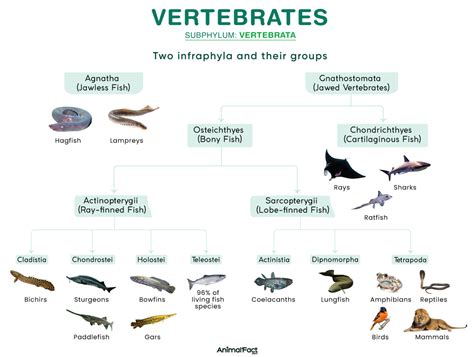 Examples of Types of Vertebrates: A Comprehensive Overview