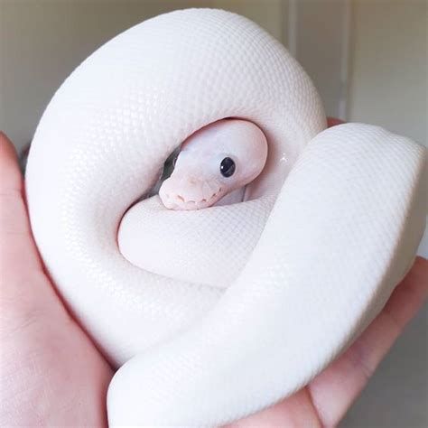 Image result for White Wedding Ball Python
