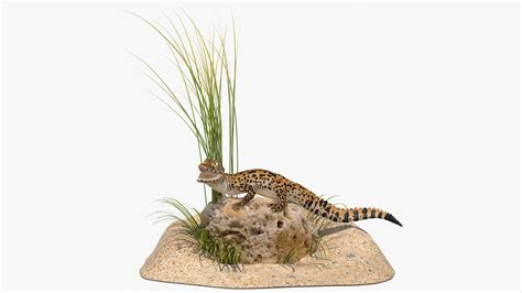 Baby Crocodile Natural Environment 3D model | 3D Molier International