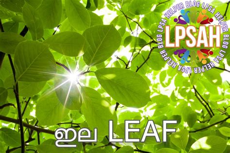ഇലകൾ പലതരം (EVS3 Leaf)