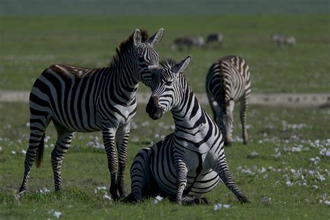 Understanding The Concept and The Definition of Ecosystems