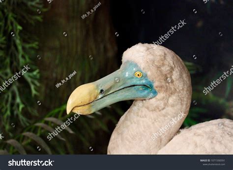 227 Abstract Dodo Images, Stock Photos & Vectors | Shutterstock
