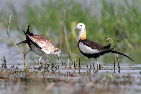 Top 10 Places To Go Bird Watching In Pune, Maharashtra | Nature inFocus