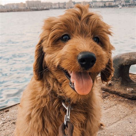 Image result for Dogs Making Humans Laugh