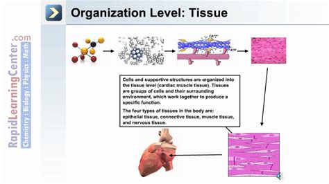 Basic Human Cell Structure 的图像结果