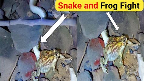 Image result for Python vs Frog