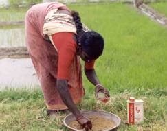 Crop Production :: Rice