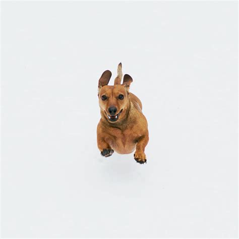 Are You A Veterinarian? – Oliver Pet Care Solutions Pvt Ltd