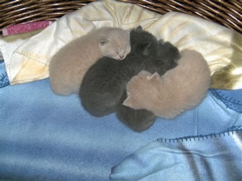 BKH Kitten creme und kartäuserfarben abzugeben in Rodewald | Tiere ...