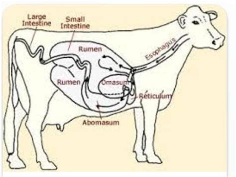 diagram of digestive system of ruminant - Brainly.in