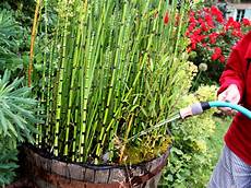 prele du japon en pot equisetum hyemale planter et cultiver ooreka prele du japon en pot equisetum hyemale planter et cultiver ooreka