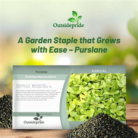 Purslane Seeds - Golden Purslane Herb Seed
