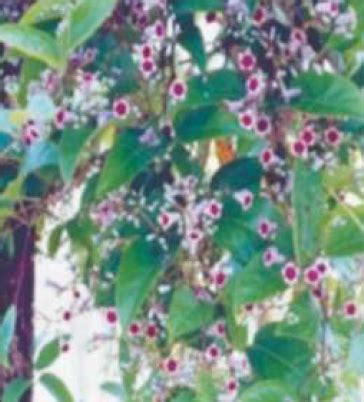 Paederia scandens | Vikaspedia - English - Agriculture