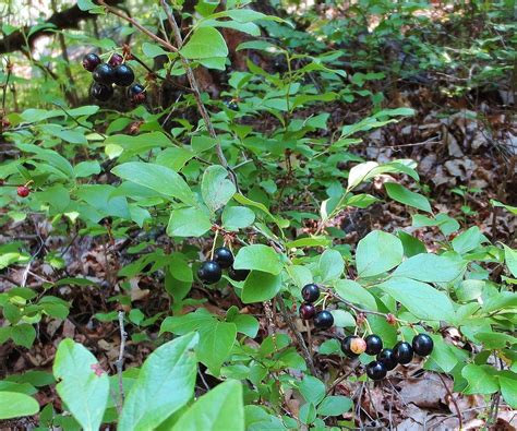 Huckleberry Identification Maine