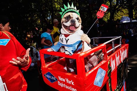 Facing Cancellation, Halloween Dog Festival Gets a Formal Parade Route ...