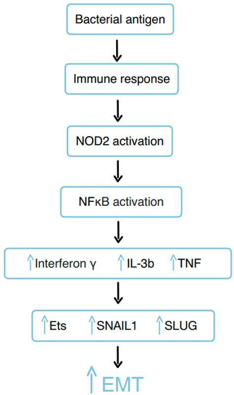 Exploring Perianal Fistulas: Insights into Biochemical, Genetic, and ...