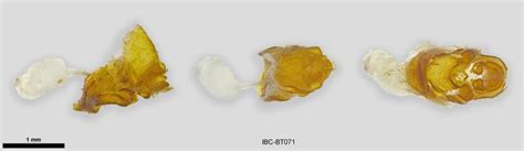 Paralbara watsoni | Moths