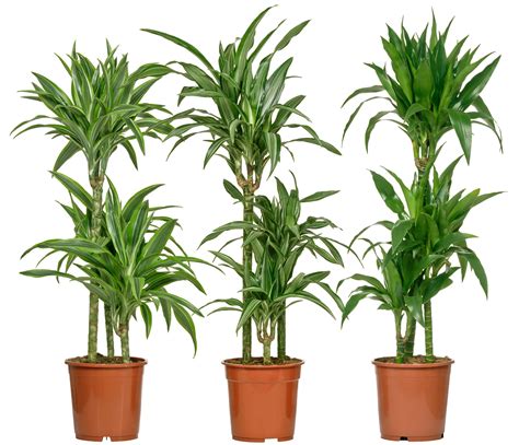 Dracaena Deremensis Care - Plant Guide