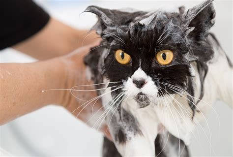 7 Common Bath-Time Mistakes Pet Owners Make | PetMD