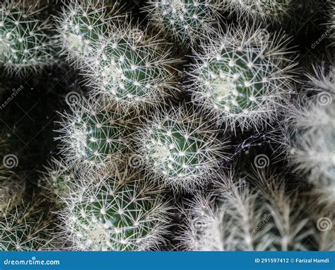 White Spiny Ornamental Cactus Plant Stock Photo - Image of grass, tree: 291597412 - genus of mediterranean plants with spiny leaves