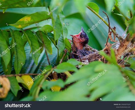 What Are The Signs Of Hunger In Baby Sparrows?