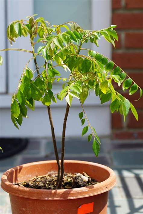 How To Grow Curry Leaf Plant Or Kadi Patta - Some Indian Girl