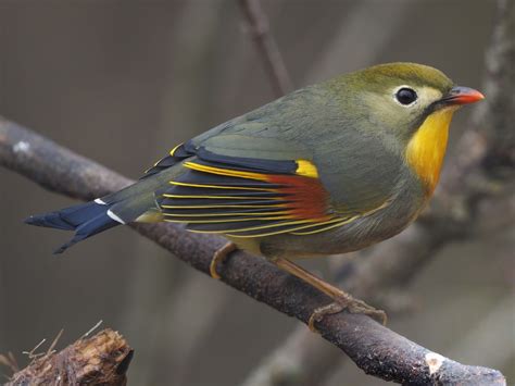 Red-billed Leiothrix - eBird