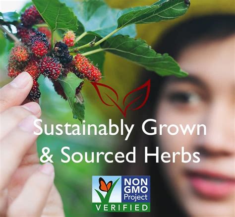 Buy Bravo Tea Absolute Astragalus Herbal Tea Caffeine Free, 20 Tea Bags ...