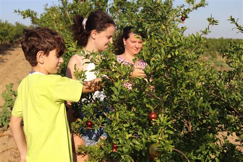 Pomegranates sweeten Dagalevi’s family livelihood - WeEffect Global - family of pomegranate