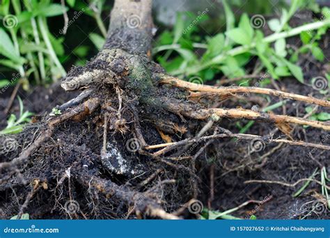 Image result for Tree Rot Fungus