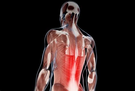 Back Muscle 的图像结果