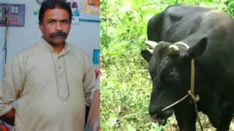 Bull gores man to death in Kottayam, wife sustains serious injuries ...