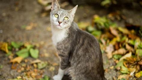 'বাসর রাতেই বিড়াল মারতে হয়', এই প্রবাদের মানে কী? - What is the ...