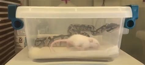 Image result for Ball Python Not Eating