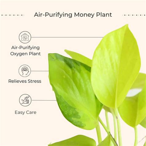 Indoor Plants | Buy Indoor Plants Online for Home – Greenkin