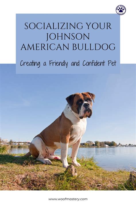 Johnson american bulldog – Artofit