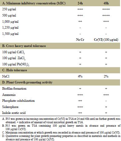 Cr(VI) toxicity inhibits microbe enhanced plant growth promotion ...