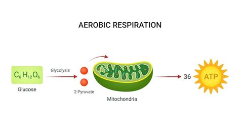 Plant Respiration Equation