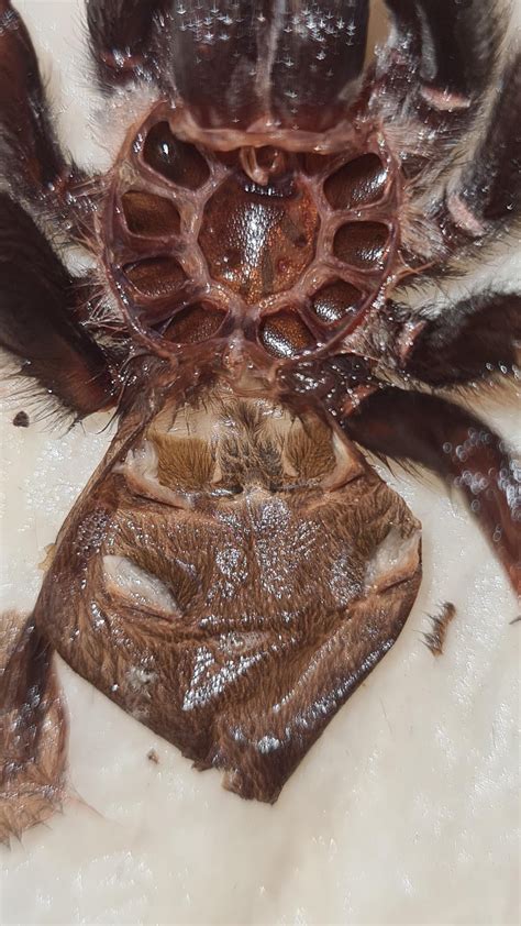 Brachypelma emilia molt sexing : r/tarantulas