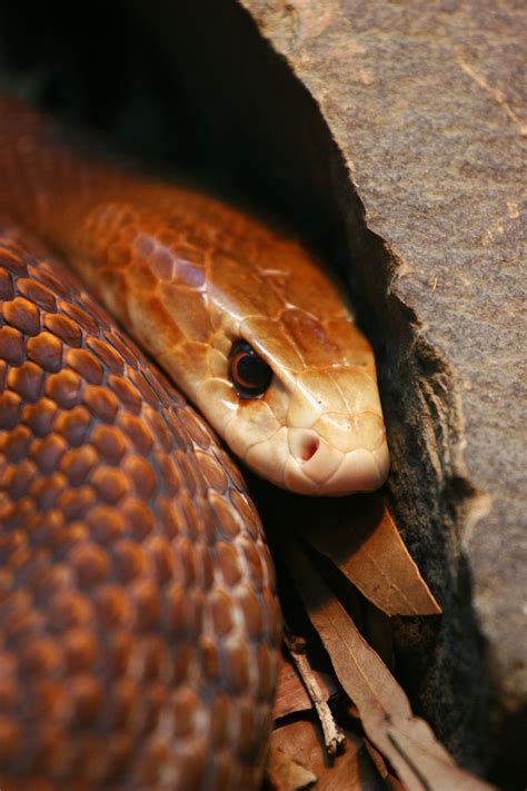 Taipan | Inland taipan, Snake, Deadly animals