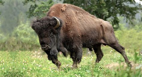 AMBIL SEKARANG