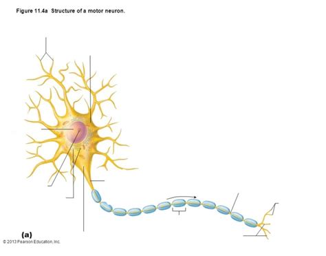 Image result for Motor Neuron Function