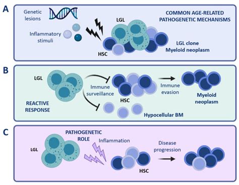 LGL Clonal Expansion and Unexplained Cytopenia: Two Clues Don’t Make an ...
