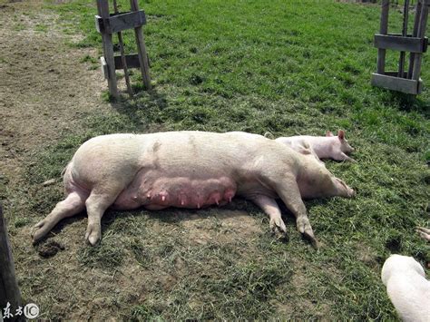 一只昏欲睡的猪高清图片下载-正版图片507017943-摄图网