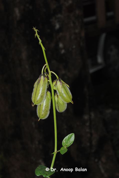Crotalaria multiflora (Arn.) Benth. | Plants of the World Online | Kew ...