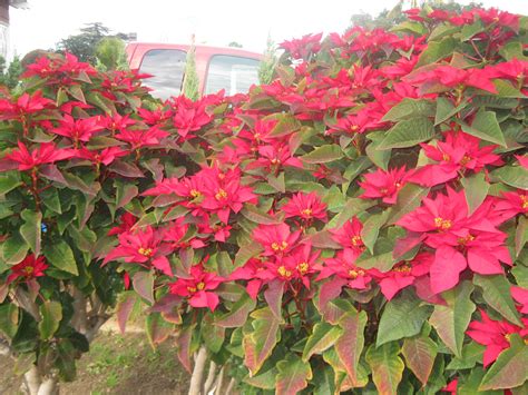 Poinsettias Grow Outside, Too – The Smarter Gardener