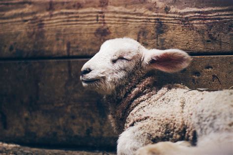 Sheep Gestation Calculator