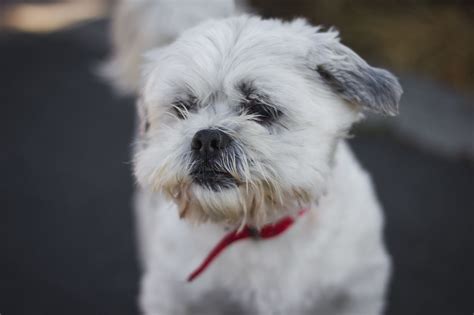Shih Tzu White